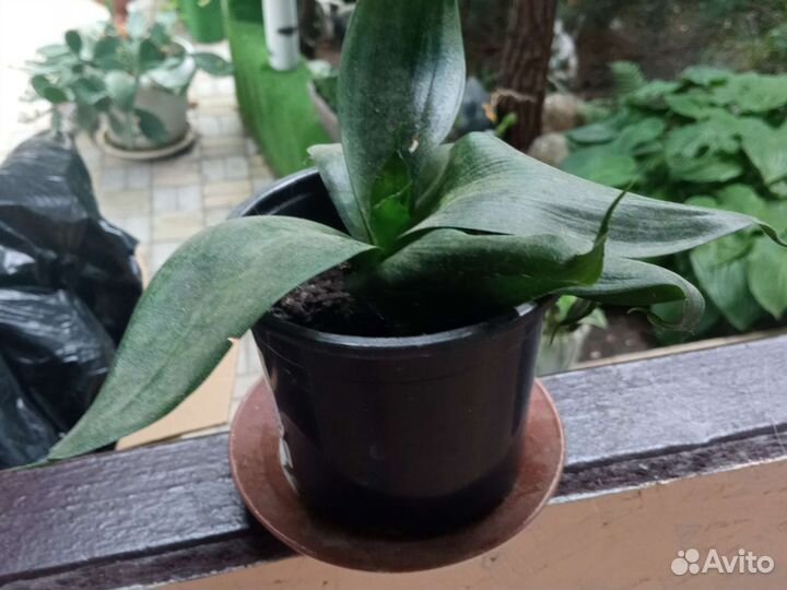 Традесканция зебрина, хлорофитум