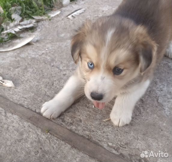 Щенки в добрые руки даром