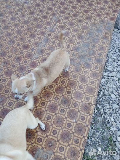 Чихуахуа девочки