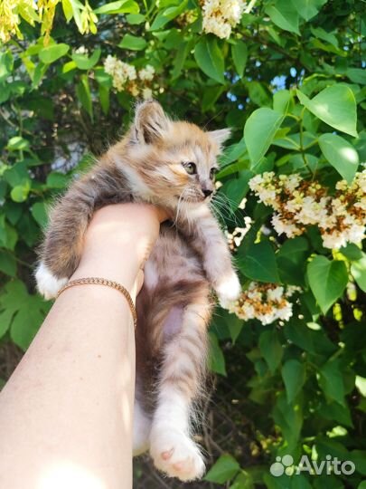 Малышка в добрые руки