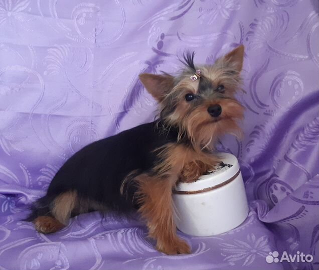 Йорки, Голддаст, Бивер,Шоколад