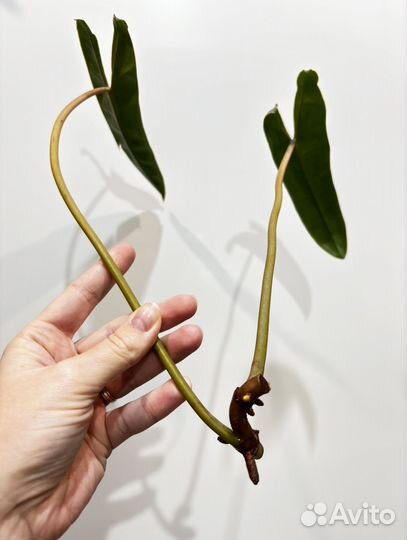 Филодендрон Биллитау (Philodendron Billietiae)