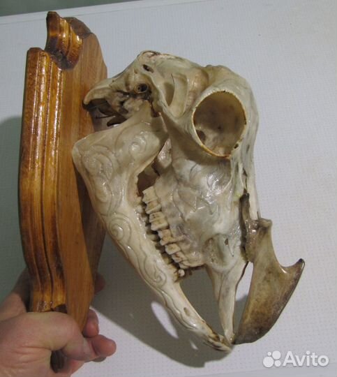 Череп козла