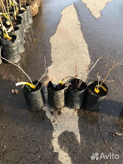 Девичий виноград