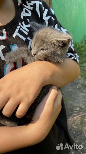 Котята крысоловы