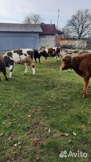Бычки и нетели