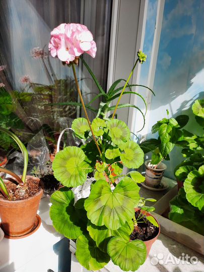 Пеларгония герань