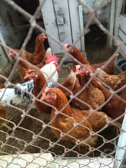 Куры несушки