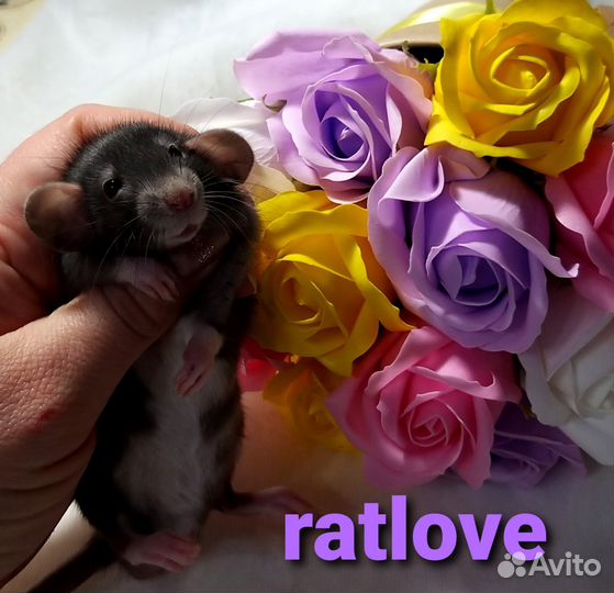 Крысята дамбо от ratlove