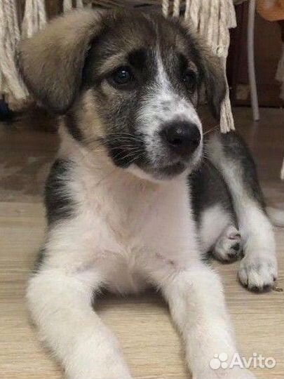 Щенок в добрые руки