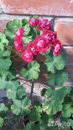 Пеларгонии и махровые фуксии