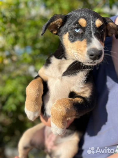 Щенок девочка в добрые руки