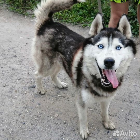 Хаски в добрые руки