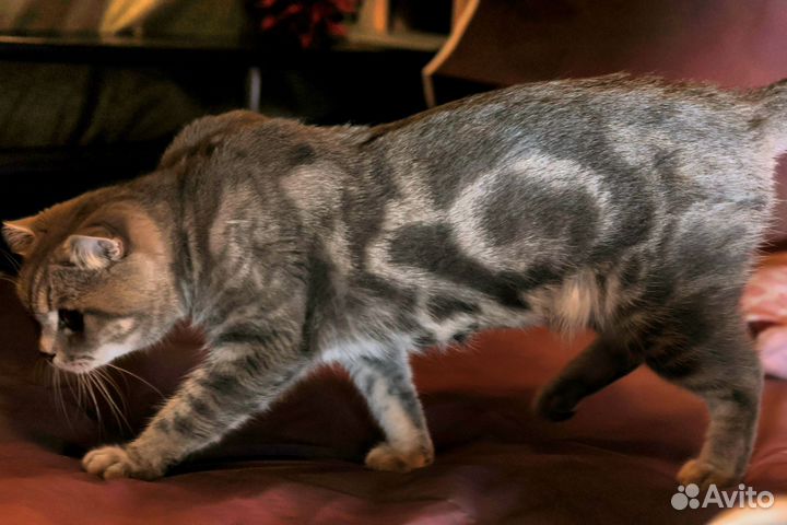 Кошка в дар