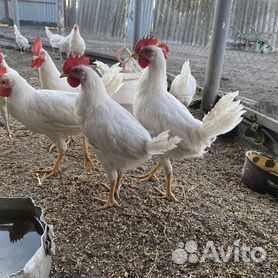 Петух и утки домашние