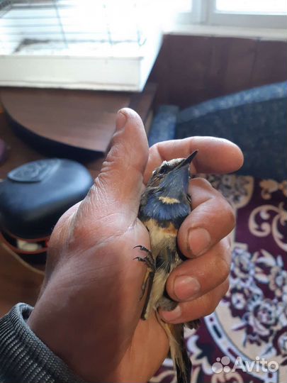 Все виды певчих птиц