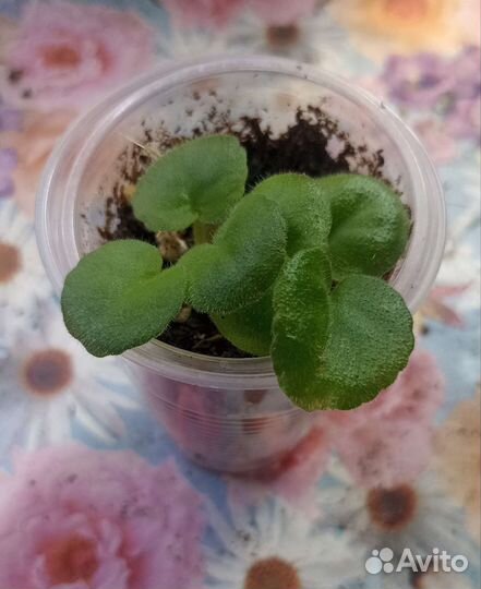 Фиалка детки