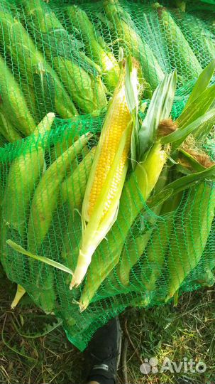 Кукуруза