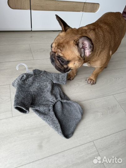 Одежда для собак