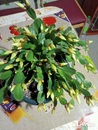 Пасхальники,фото свои