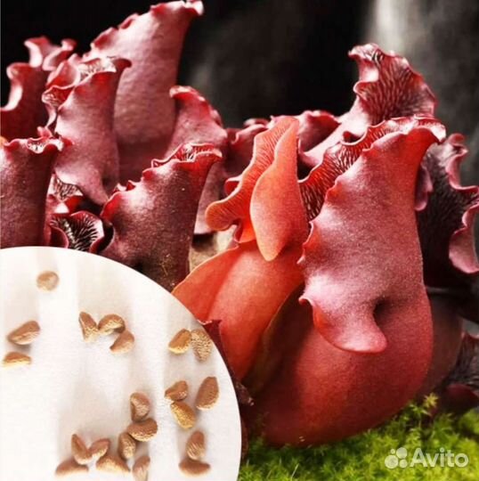 Семена хищных саррацений, разные сорта эксклюзив