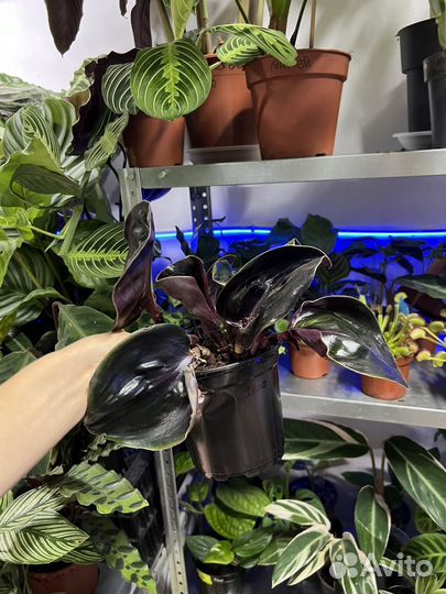 Геогемантус mignight pearl