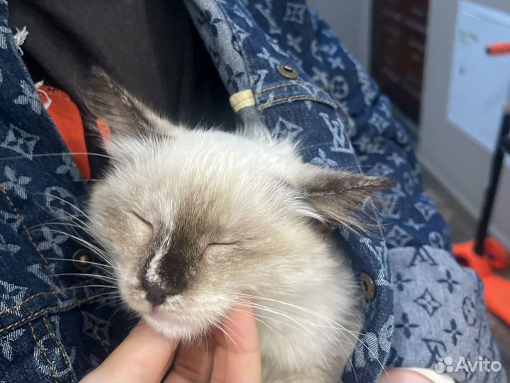 Потерялась кошка