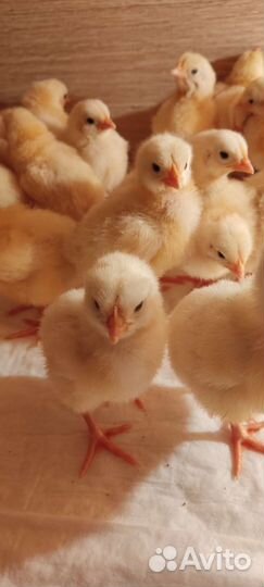 Выведу под заказ