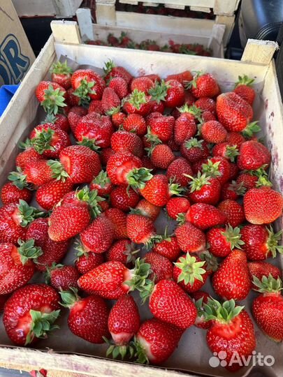 Клубника свежий сбор (разных сортов) с доставкой