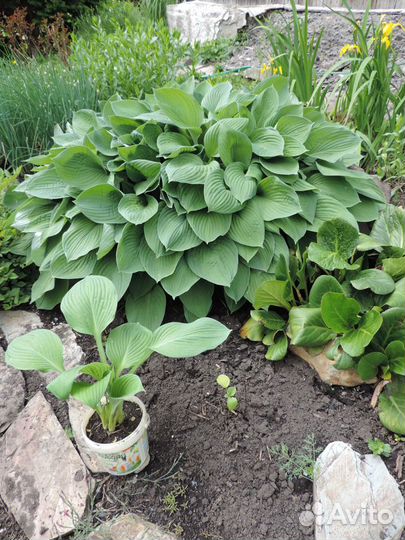 Хоста (многолетние растения для сада)