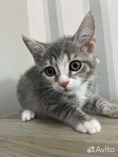 Маленькая кроха ищет семью