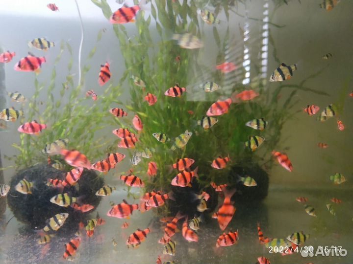 Аквариумные рыбки