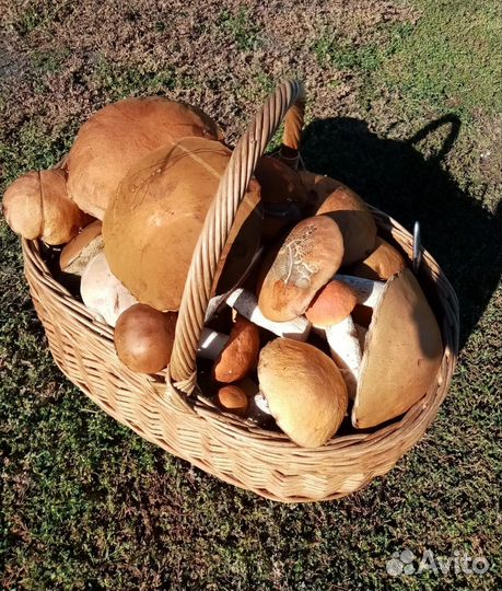 Грибы свежие