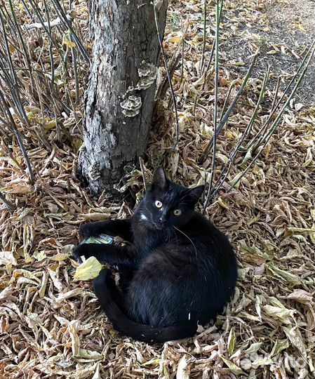 Черный котенок в добрые руки