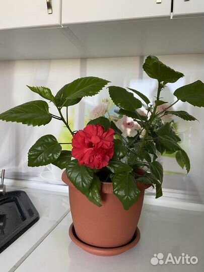 Гибискус китайская роза