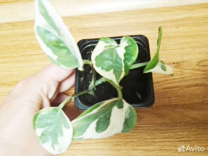 Сциндапус н-джой Эпипремнум