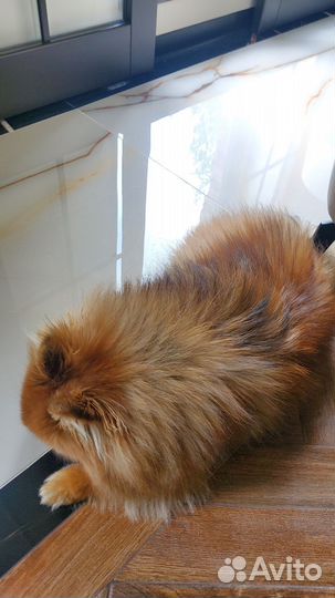 Померанский шпиц