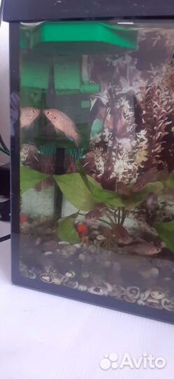 Мальки цихлид Хромисов