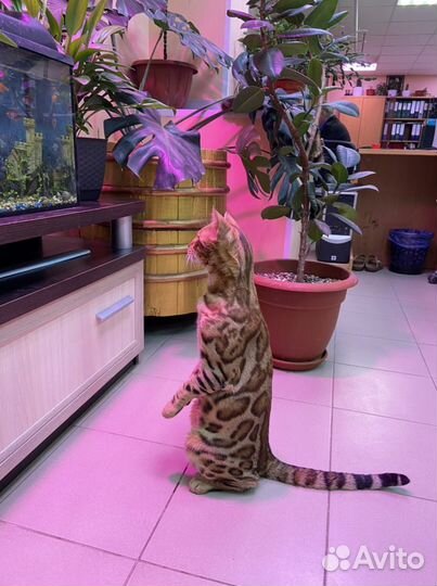 Бенгальский кот вязка