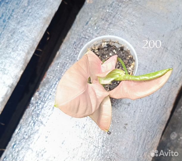 Комнатные растения цветы