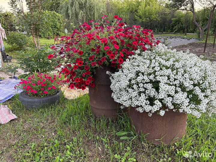 Цветущие вегетативные на осень