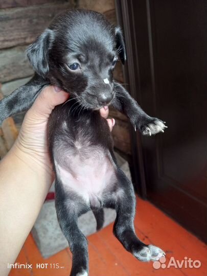 Щенки таксы