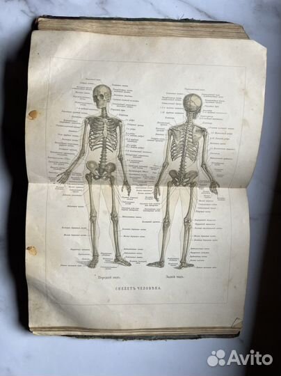 Книга «Человек» 1902