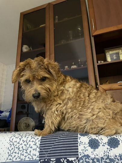 Передержка собак