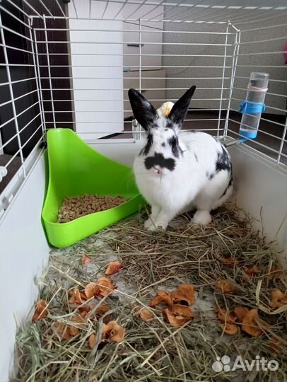 Продам кролика с клеткой