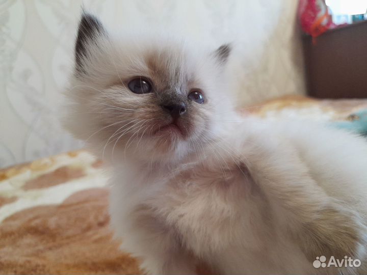 Невская маскарадная