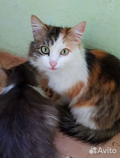 Пушистое трехцветное Счастье