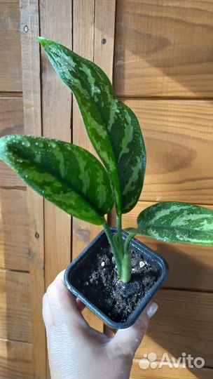 Аглаонема Мария