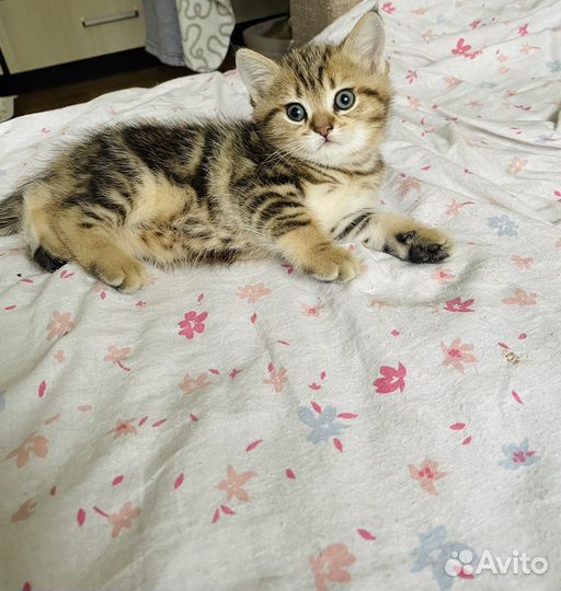 Шотландские котята
