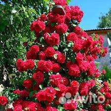 Роза Софи Лорен, Ritausma,Фламентанц, Парад